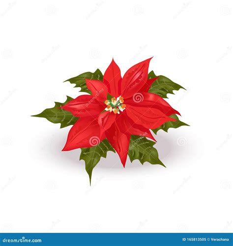 Single Red Poinsettia Flower Christmas Star With Green Leaves Close Up