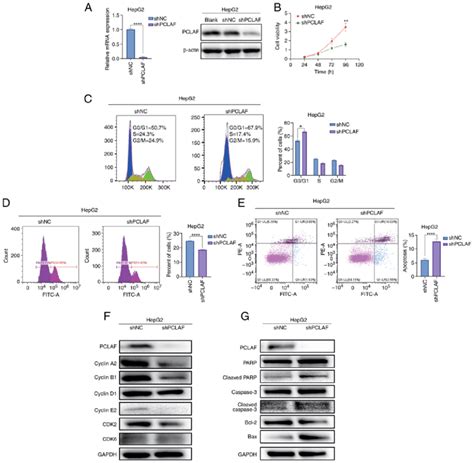 Pclaf Promotes The Proliferation Of Hepg Cells And Inhibit Cell