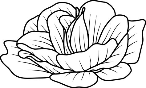 Flower Hand Drawn Sketch Line Art Illustration 10863974 PNG