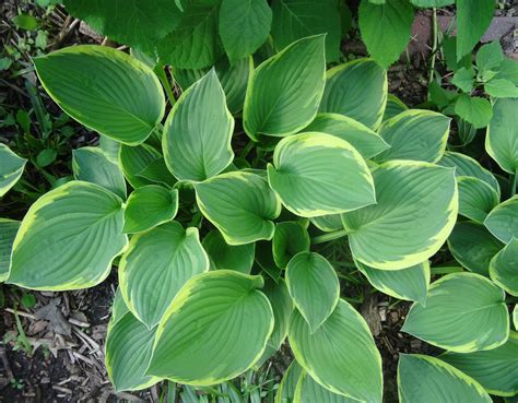 Hosta Plant Care In Spring : Blog Sunset Hosta Farm Com Spring Care For Hostas : Lift the entire ...