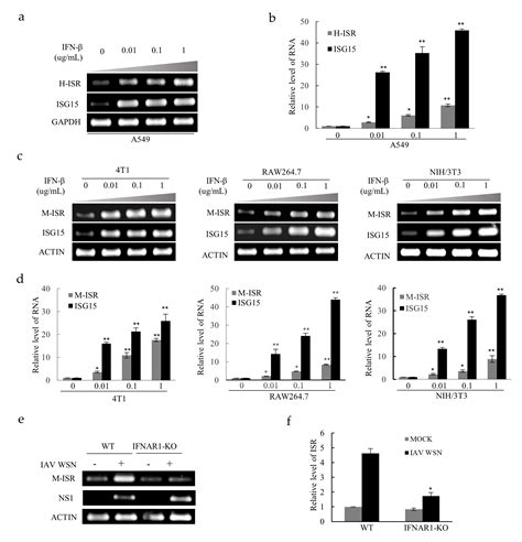 Ijms Free Full Text Identification Of An Interferon Stimulated Long