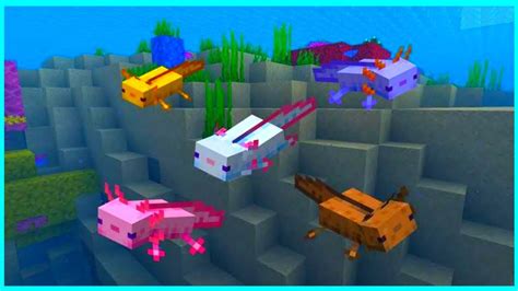 Hal Yang Tidak Kamu Ketahui Tentang Axolotl Di Minecraft Fakta