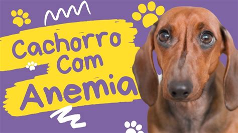 Cachorro Anemia Sintomas Causas E Tratamento Youtube