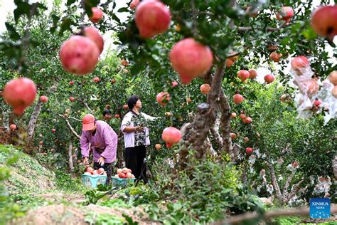 6th Chinese Farmers Harvest Festival Observed Across China Xinhua