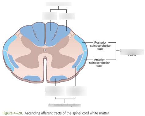 Somatosensory System Diagram Quizlet