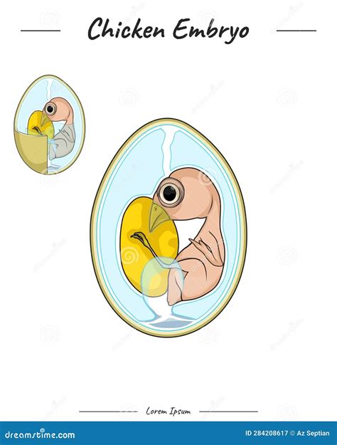 Chicken Embryo Anatomy Template Stock Vector Illustration Of