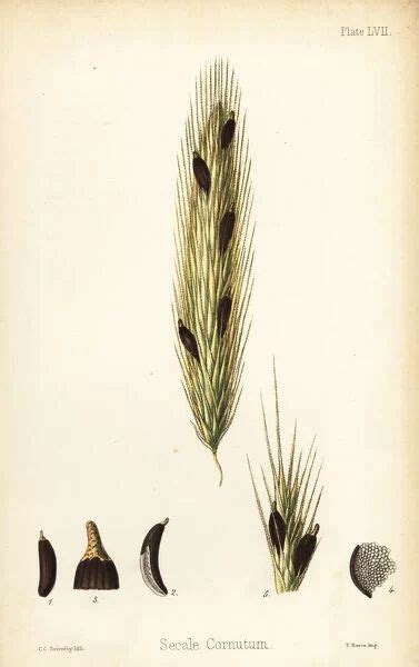 Prints Of Ergot Of Rye Claviceps Purpurea Secale Cornutum Poster