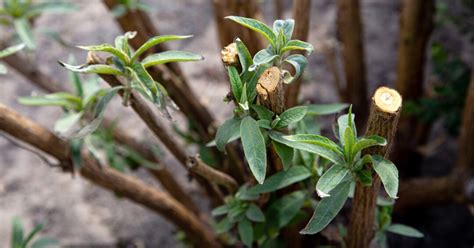 11 Tips For Pruning Your Lilacs This Season