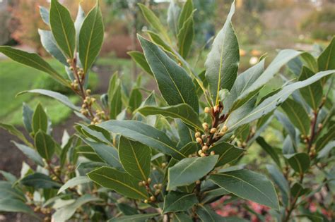 Laurus Nobilis La Mano Verde Vivero Rbol Jardiner A