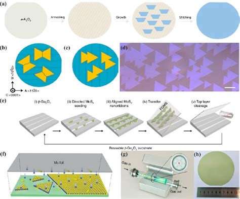 Controllable Nucleation And Oriented Growth Of TMDs Via LPCVD A