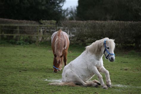 ingrandimento Sermone pompa lame horse treatment stretto di Bering iniettare discorsivo