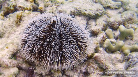 St. John USVI » Snorkeling