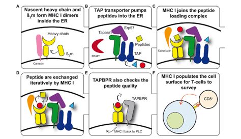 An overview of major histocompatibility complex (MHC) I antigen ...