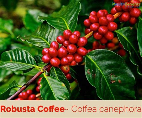 Robusta Coffee facts and health benefits