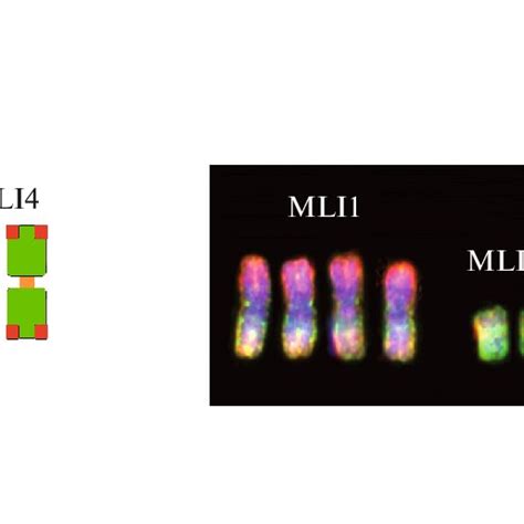 Results Of Fluorescent In Situ Hybridization Fish With The Obtained