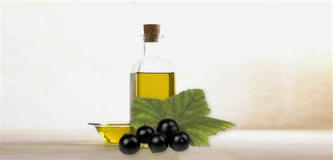 Blackcurrant Seed Oil Rises Nigrum GreenField