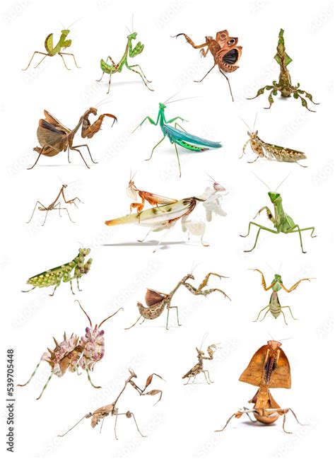 .Decorative educational poster, set of many different species of ...