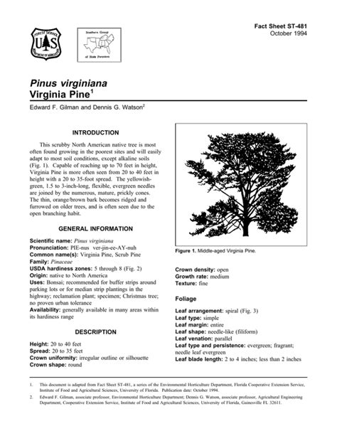 Pinus Virginiana Virginia Pine Fact Sheet St 481 1