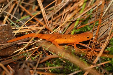 Download Animal Eastern Newt Hd Wallpaper