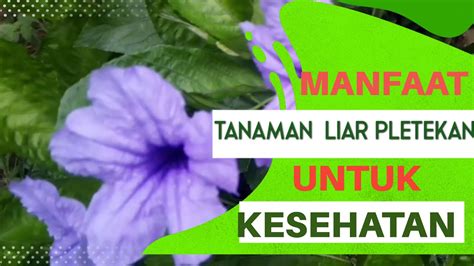 Manfaat Tanaman Liar Pletekan Untuk Kesehatan Kencana Ungu Pletekan