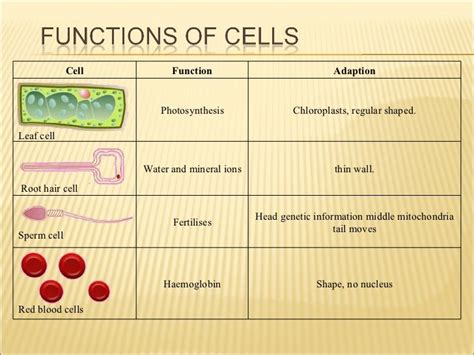 Root Hair Cell Real Root Hair Cell Function - yabanda