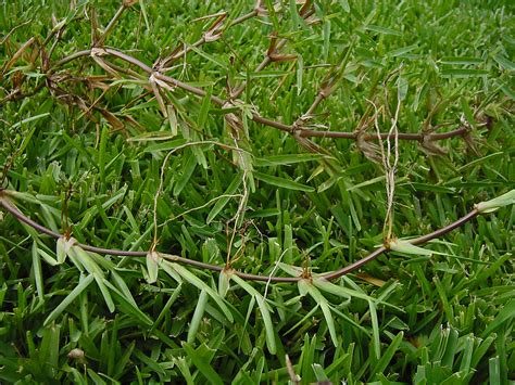 Plantanswers Plant Answers Be Sure You Are Getting Floratam St Augustine Grass