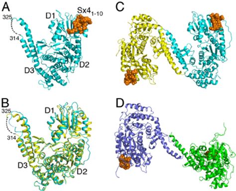 Structure Of Munc18 1 Complexed With The Sx4 N Peptide A Ribbon