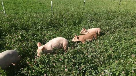 Pasture Pig Update 2 Months On Pasture Youtube