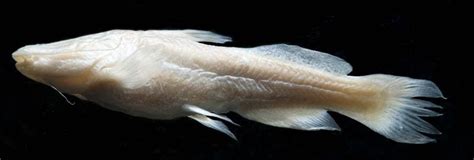 Meet Texas Blind Cave Dwelling Catfish By Us Fish And Wildlife