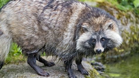 20 Facts About Raccoon Dog