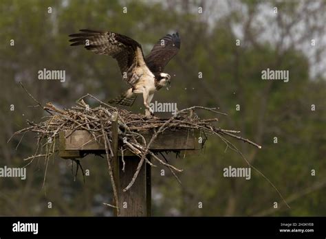 philippine eagle nest  res stock photography  images alamy
