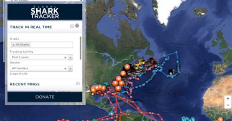 Global Shark Tracker