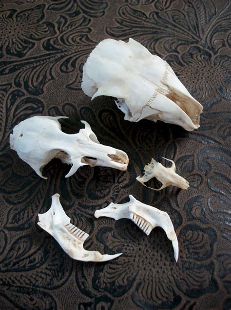 Lot of Rodent Skulls Rat Squirrel Mouse by ShadyufoStudios on Etsy