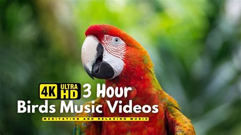 Birds Relaxing Music With Birds Singing Beautiful Music Bird Music