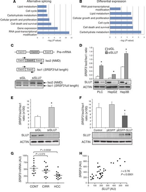 Jci Splicing Regulator Slu7 Is Essential For Maintaining Liver