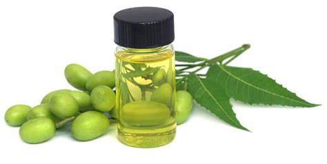 How To Use Neem Oil On Plants Producing Your Own Food