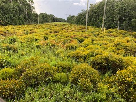 St. John’s Wort–A Landscape Beauty With Healing Powers | Gardening in the Panhandle