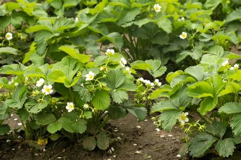 Welchen Dünger für Erdbeeren wählen Mit diesen Varianten werden Ihre