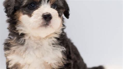 How Much Does A Maltipoo Cost