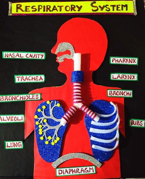 Respiratory System Model In 2023 Respiratory System Projects Science Exhibition Projects