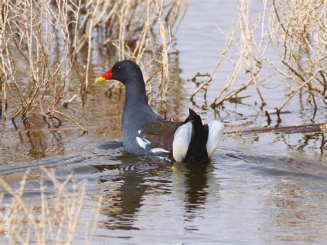 Common Moorhen | KuwaitBirds.org