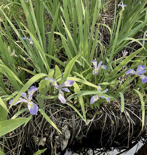 Iris virginica var. shrevei | New Moon Nursery