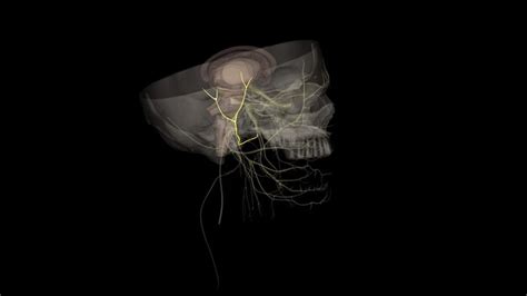 Premium Photo | The auriculotemporal nerve is a branch of the ...