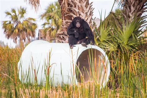 Arthur - Save the Chimps - Primate Sanctuaries