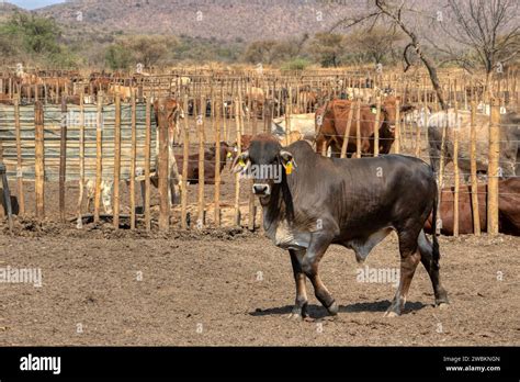 kraal with brahman bull in the foreground, kraal traditional African enclosure fence for ...