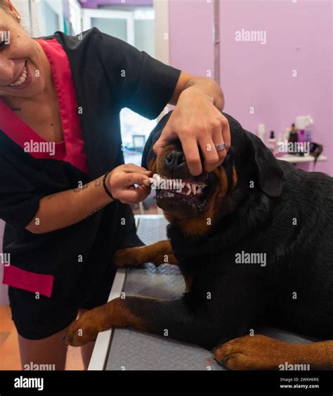 Canine groomer brushing the teeth of a rottweiler Stock Photo - Alamy