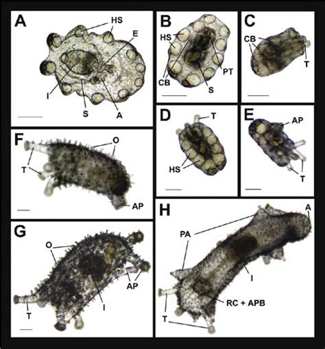 Late Development Of The Sea Cucumber Isostichopus Fuscus The Bars