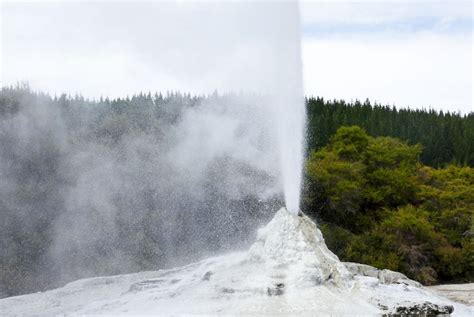 Lady Knox Geyser exploding at Waiotapu Geothermal Park near Rotorua New ...