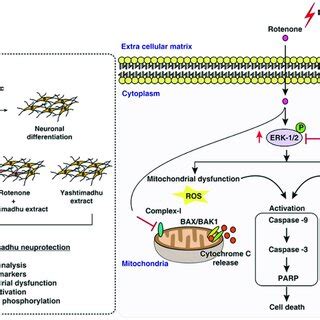 Mechanism of licorice's neuroprotective action against rotenone-induced ...