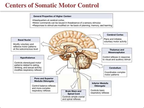 Examples of somatic nervous system - nflrety